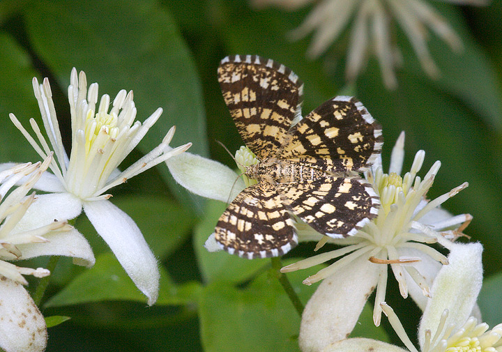 Chiasmia clathrata